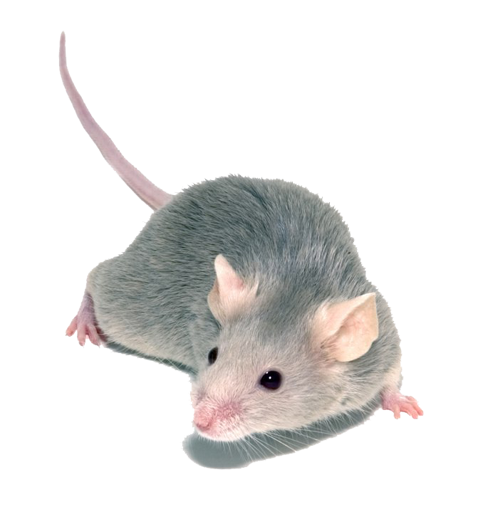 Ck Edite (64).png