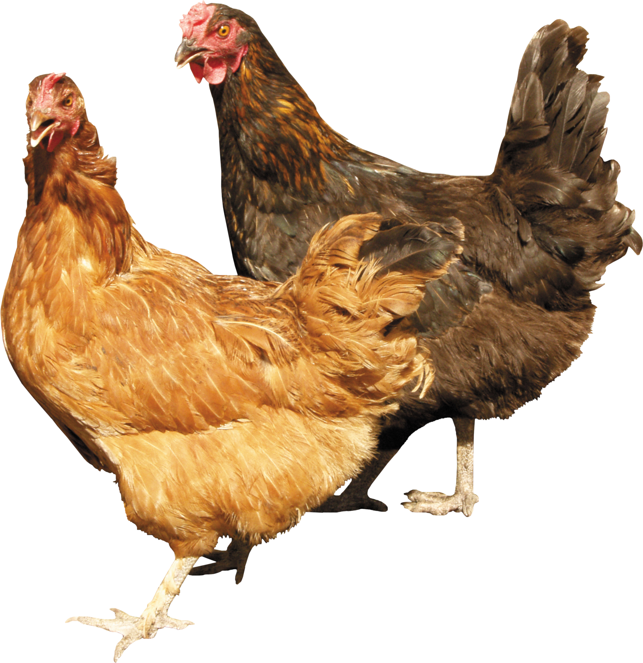 Ck Edite (66).png