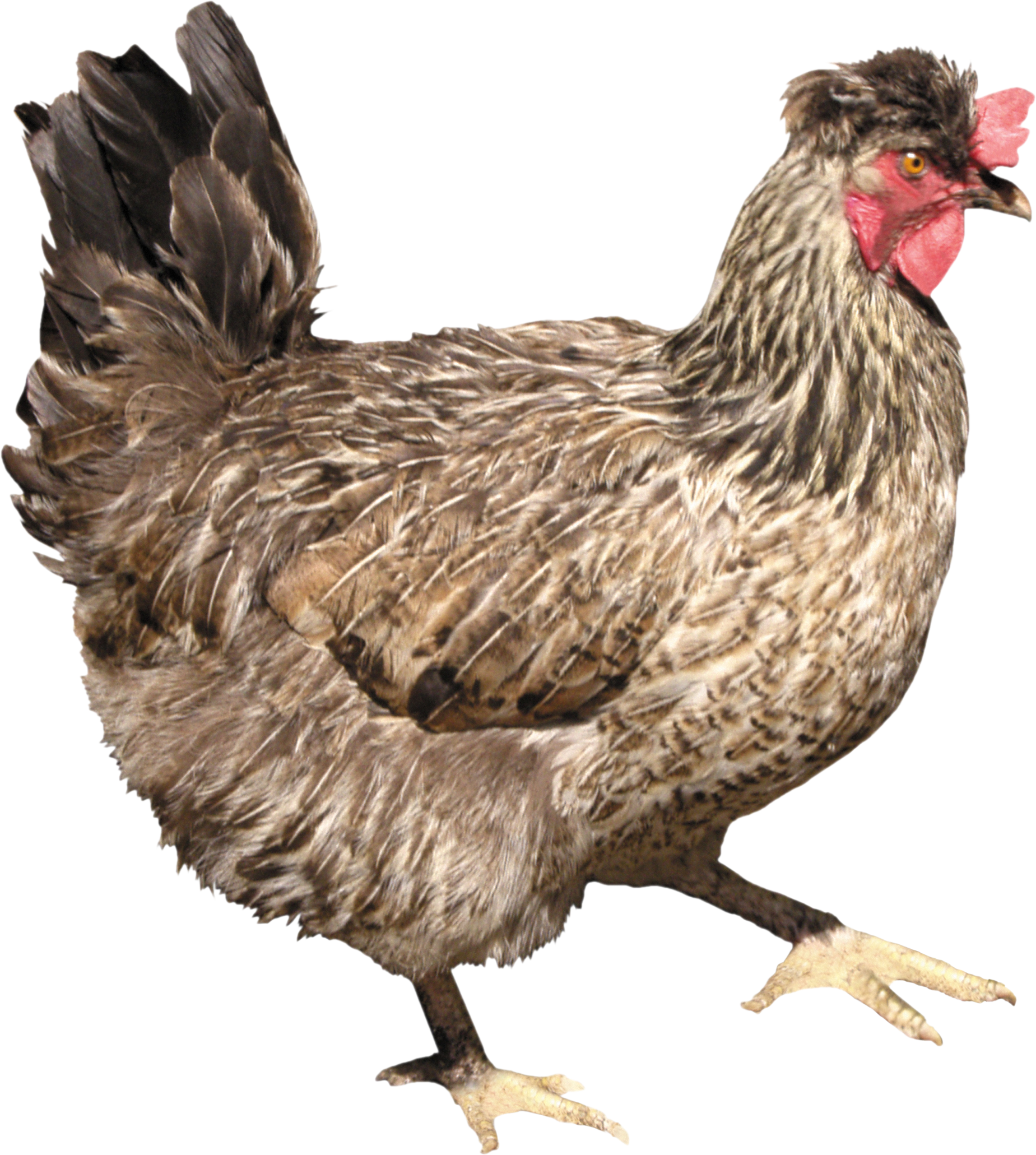 Ck Edite (67).png
