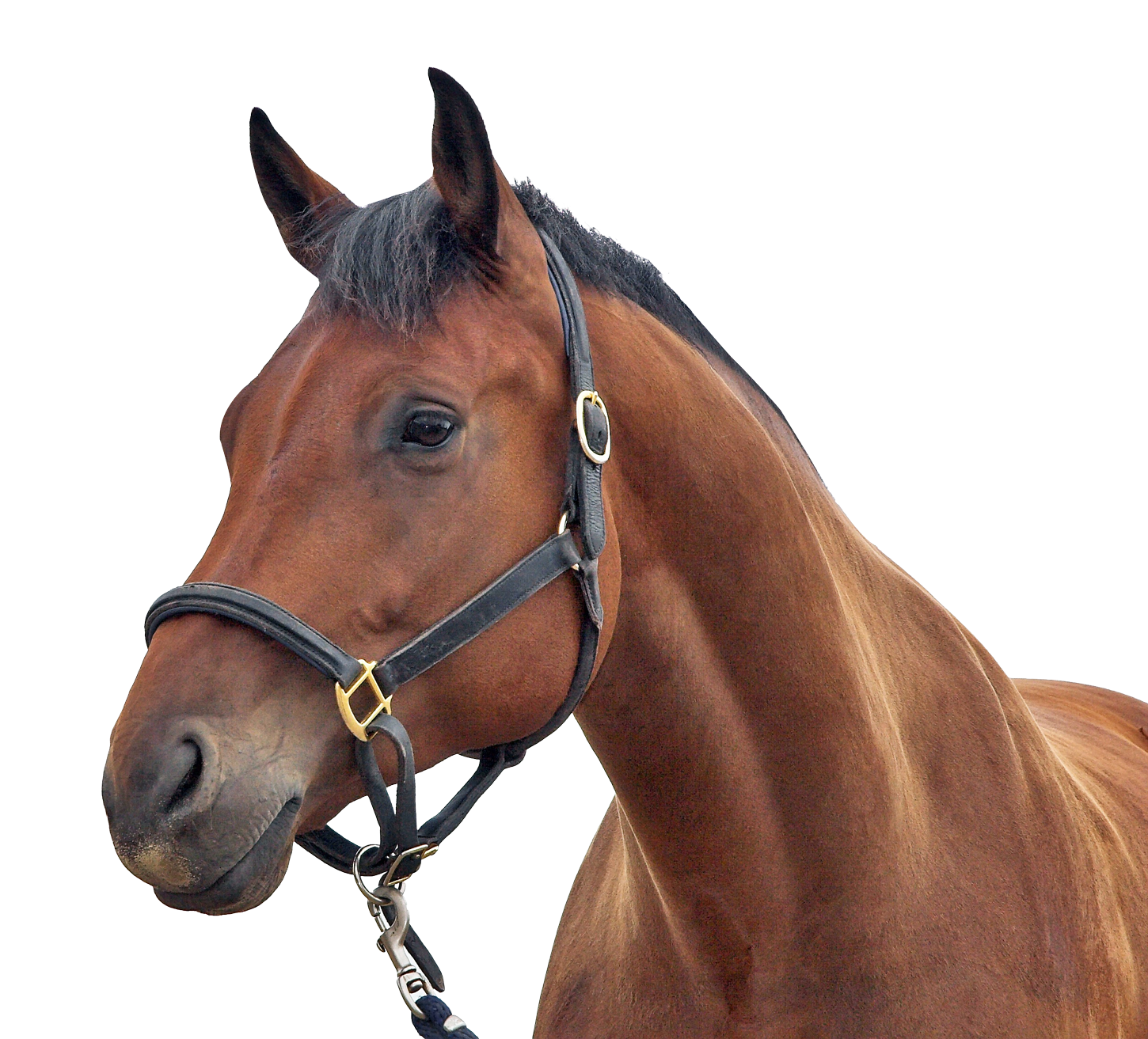 Ck Edite (71).png