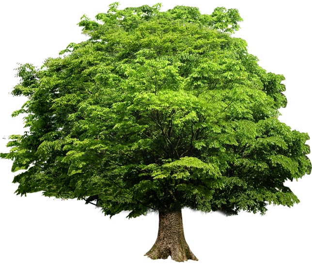 tree_2.png