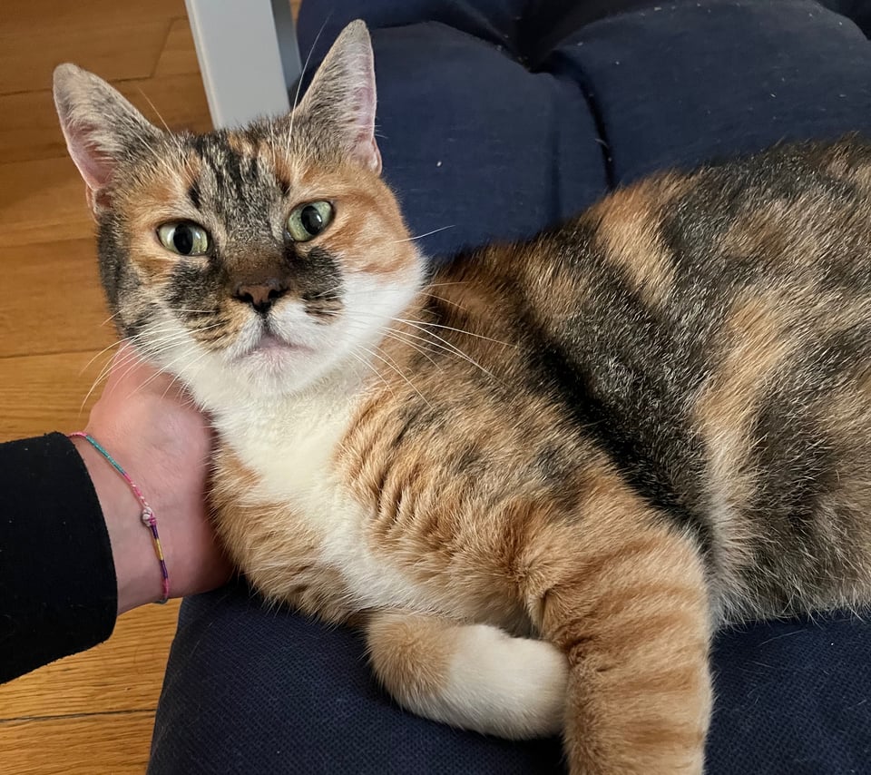 The Geomys Standard of Care